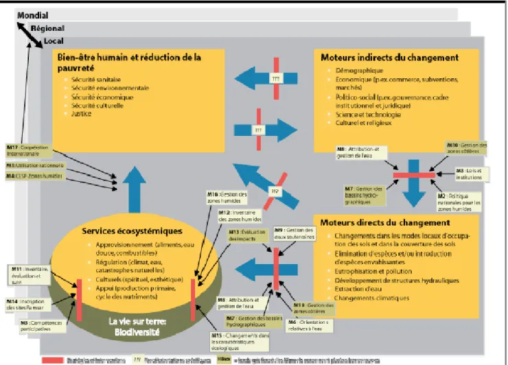 Figure n° 10 : Cadre conceptuel pour l'utilisation rationnelle des zones humides, le maintien de leurs caractéristiques écologiques et l'application  des lignes directrices contenues dans les Manuels Ramsar sur l'utilisation rationnelle 2e édition (2004)