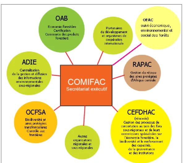 Figure n° 7 : Schéma relationnel de la COMIFAC (Source: COMIFAC 2006) 