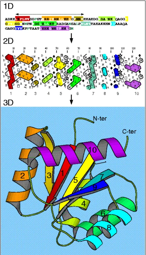 Figure 8 : Correspondance entre amas et structures secondaires illustrée pour un domaine globulaire  complet (PDB 3CHY, Swiss-Prot CHEY_ECOLI)