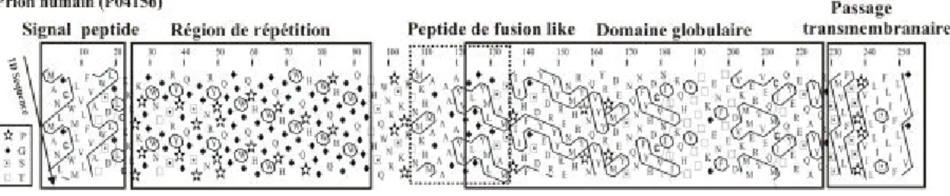 Figure 19: Représentation bidimensionnelle HCA de la séquence du prion humain. 