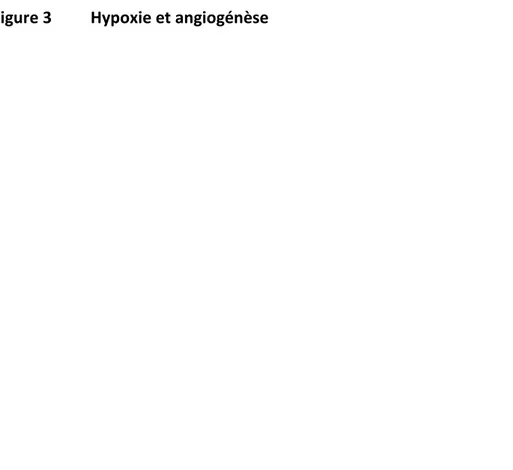 Figure 3  Hypoxie et angiogénèse