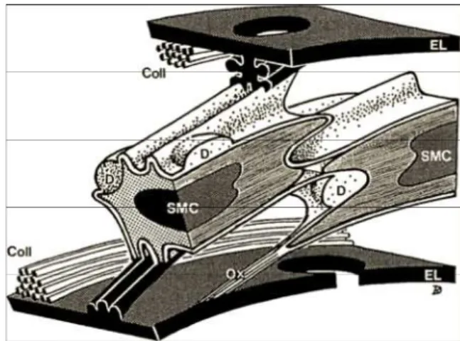 Figure  10  Structure  organisée  de  la  media  d’une  artère  élastique.  Connections  entres  les  cellules musculaires lisses et la matrice extracellulaire