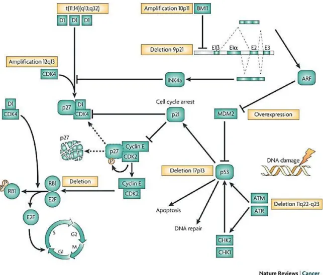 Figure  6:  Voies  moléculaires  impliquées  dans  la  pathogenèse  du  MCL.  La  t(11;14)(q13;32)  aboutit  à  la 