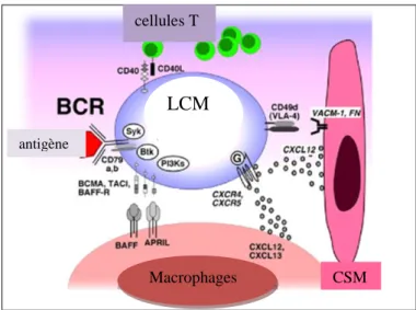 Figure  7.  Interactions  cellulaires  et  moléculaires  entre  les  cellules  du  LCM  et  le  microenvironnement : 