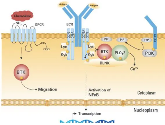 Figure 12 : la voie Btk impliquée dans la transcription, la survie cellulaire. 