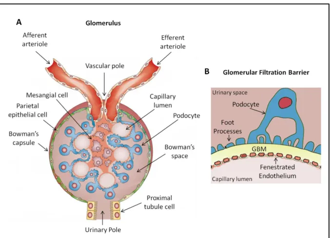 Figure 1. The glomerulus and the glomerular filtration barrier. (A) Structure of the glomerulus