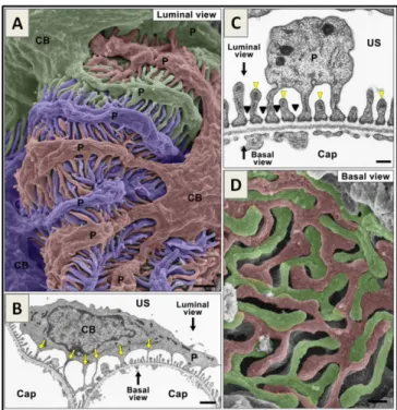 Figure  2.  Ultrastructure  of  the  podocyte.  Podocytes  are structurally divided in cell body (CB), primary and  secondary  processes  (P)  and  foot  processes