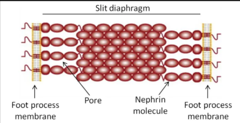 Figure  9.  The  slit  diaphragm  zipper-like  structure.  Nephrin  molecules  from  neighboring  foot  processes  interact  at  the  center  of  the  slit,  forming  a  zipper-like  structure  with  pores  on  both  sides  of  the  central  density