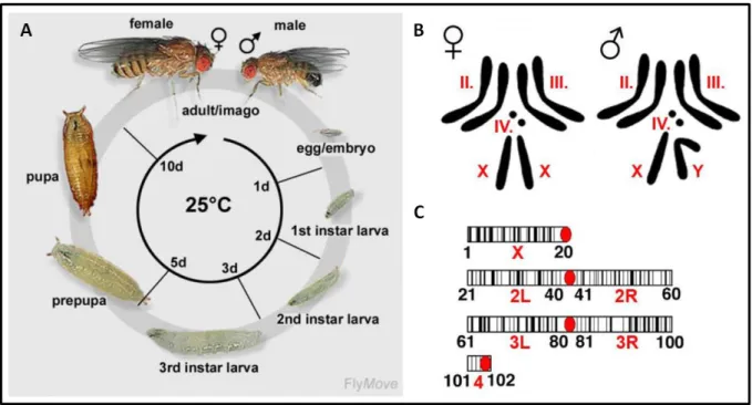 Figure  12.  The  life  cycle  of  Drosophila  melanogaster  and  its  chromosomes.  (A)  At  25°C  the  life  cycle  of  fruit  flies  is  around 10 days: Embryonic development lasts 21h; hatched larvae (1 st  instar) take 1 day to molt into 2 nd  instar 
