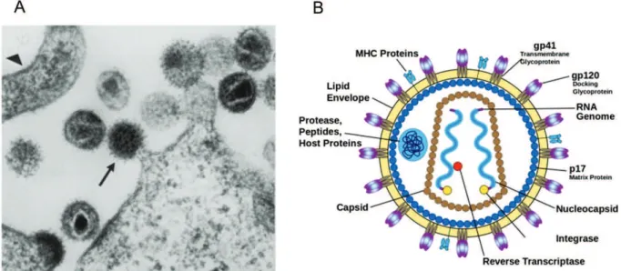 Figure 1 : Structure de la particule virale VIH-1.  