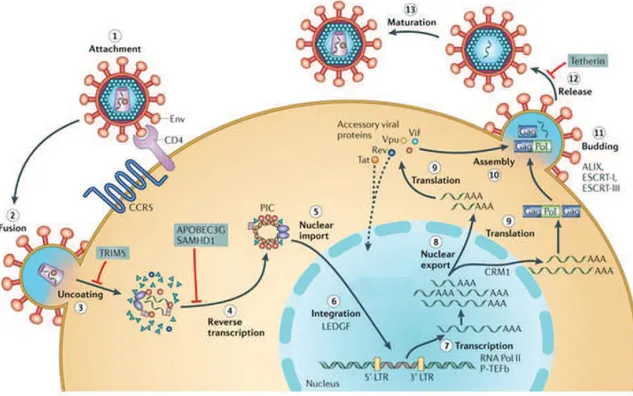 Figure 4 : Le cycle de réplication du VIH-1.  