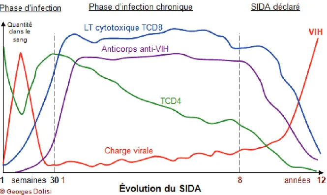 Figure 9 : les différentes phases cliniques de l'infection par le VIH-1. 
