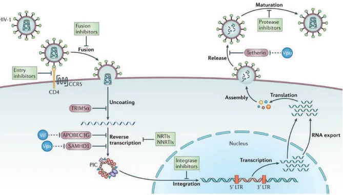 Figure  11  :  Les  étapes  du  cycle  de  réplication  du  VIH-1  ciblées  par  les  différentes  classes  d'antirétroviraux