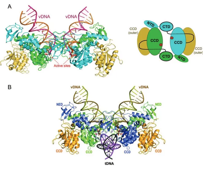 Figure 15 : Structure du complexe IN-ADN du PFV. 