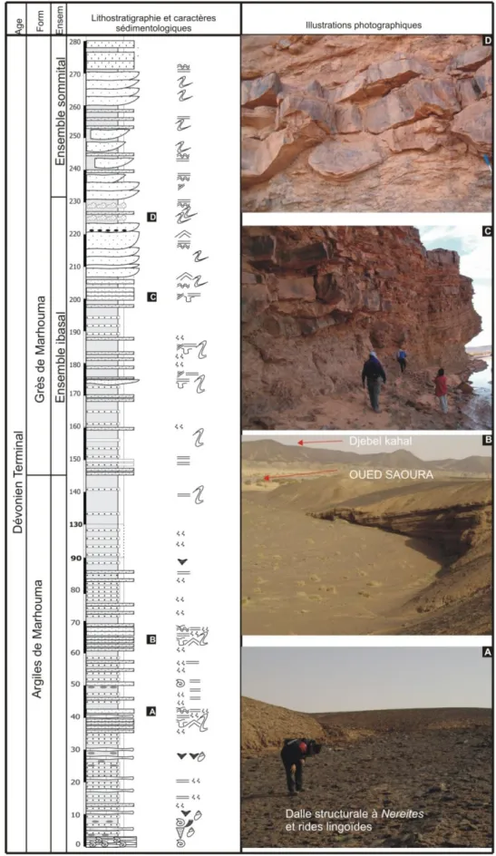 Fig. 17 : Lithostratigraphie des formations étudiées dans le secteur de   Marhouma. 