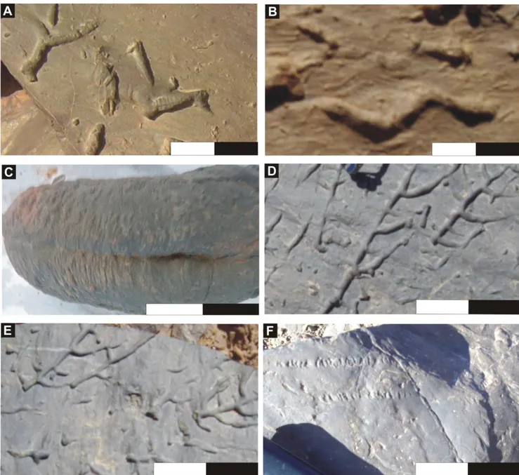 Fig. 23 : Traces fossiles caractéristique de la formation des &#34;Argiles de Marhouma&#34; dans les différents  secteurs