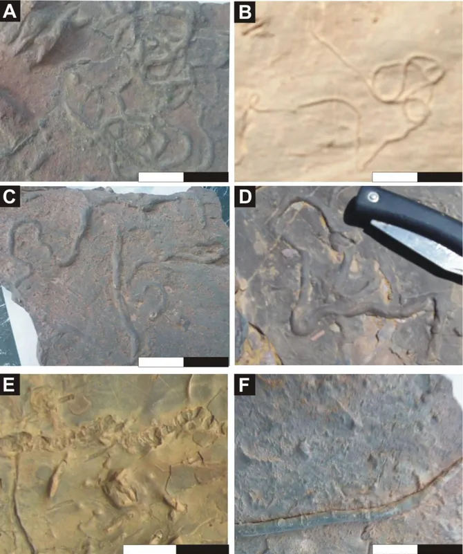 Fig. 24 : Traces fossiles caractéristiques des formations des &#34;Argiles de Marhouma&#34; dans les  