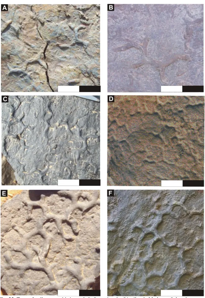 Fig. 25: Traces fossiles caractéristiques de la formation des &#34;Argiles de Marhouma&#34; dans les secteurs  de Marhouma et de Tamtert