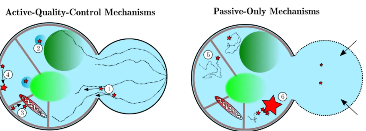 Figure I.1: Active-quality-control (AQC) mechanisms vs Passive-only mechanisms (PO). 1