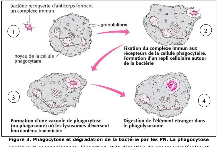 Figure 3. Phagocytose et dégradation de la bactérie par les PN. La phagocytose  implique  la  reconnaissance,  l’ingestion  et  la  digestion  de  grosses  molécules  et  de micro-organismes