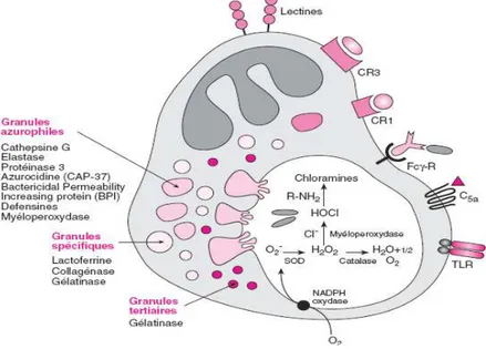 Figure 4. mécanismes tueurs du PN. 