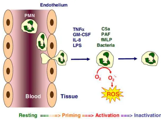 Figure 14. Les différents états d’activation des PN. (D’après El Benna et al., 2008) 
