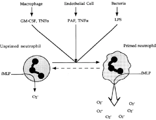 Figure 16 : Le phénomene de priming des PN. Les PN stimulés par le fMLF produisent  une  faible  quantité  d’anion  superoxyde