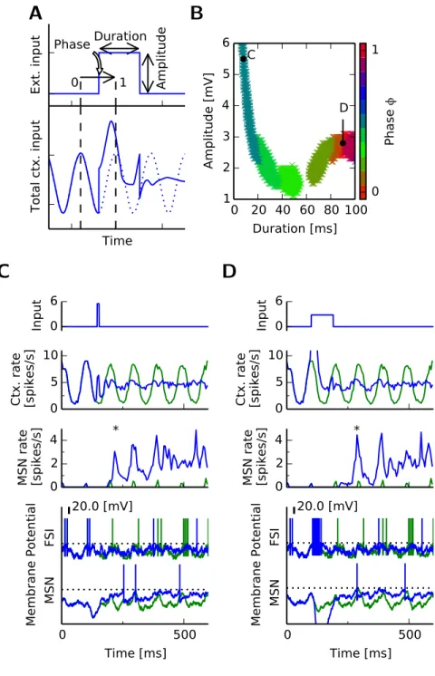 Figure 2.9: A transient excitatory input to the cortex with appropriate phase-amplitude-