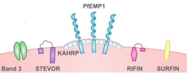 Figure  9 :  Principales  familles  de  protéines  composant  le  groupe  des  VSA  à  la  surface  des globules rouges parasités [69]