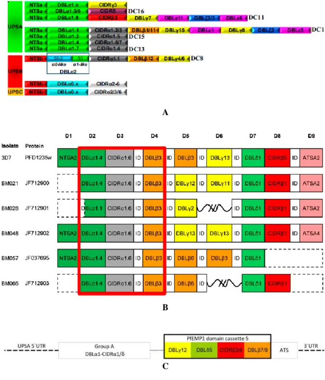 Figure  11 :  Représentation  schématique  des  domaines  protéiques  composant  les  domaines cassettes (A) DC8 et DC13 [82], (B) DC4 [78] et (C) DC5 [79]