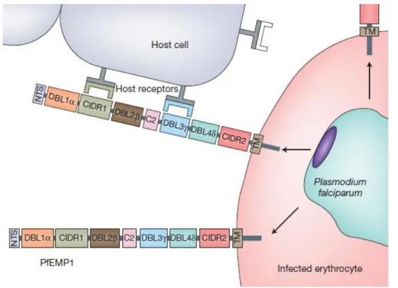 Figure  12 :  Représentation  schématique  de  l’interaction  entre  la  protéine  parasitaire  transmembranaire PfEMP1 et les récepteurs cellulaires de l’hôte [68]