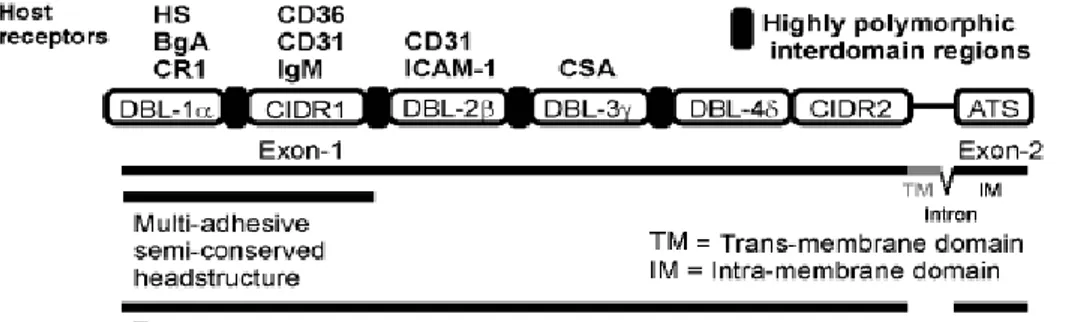 Figure 13 : Représentation schématique de l’organisation d’un gène var codant pour une  protéine PfEMP1 [103]