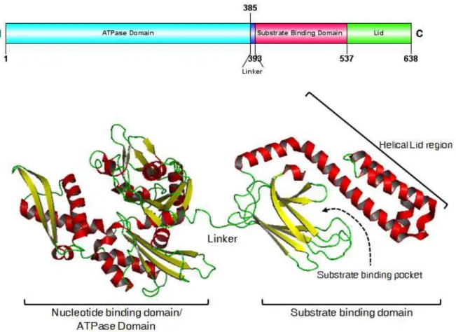 Figure 1 : Structure d’Hsp70 et ses 2 domaines : NBD et SBD qui comprend la  partie lid hélicoïdale (couvercle) (d’après le site « Hsp information resources »  http://pdslab.biochem.iisc.ernet.in/hspir) 