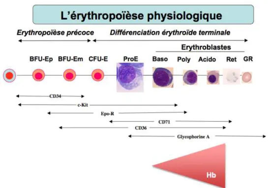 Figure  3 :  Deux  phases  de  l’érythropoïèse.  Érythropoïèse  précoce  et  tardive  (ou   différenciation  érythroïde  terminale)  avec  l’expression  des  marqueurs  principaux de différenciation