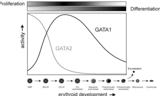 Figure  4 :  Modulation  dynamique  de  GATA-1  et  2  au  cours  de  l’érythropoïèse