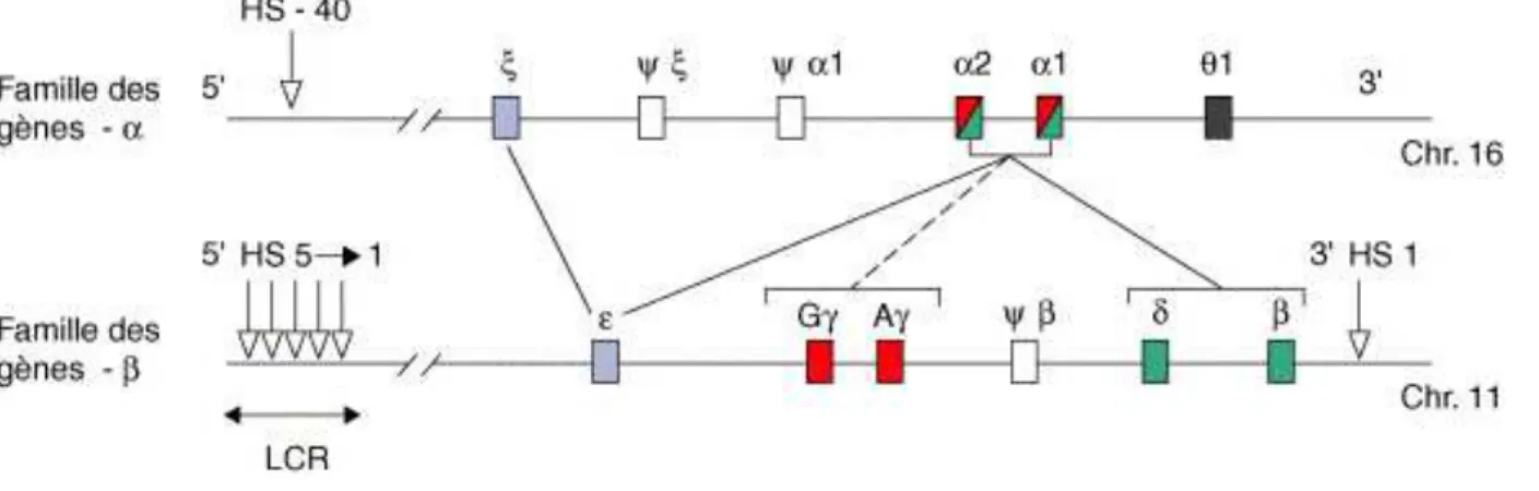 Figure 8 :  Organisation  des  gènes  de  globine  et  des  régions  régulatrices  de  l’expression de ces gènes, sur leurs chromosomes respectifs