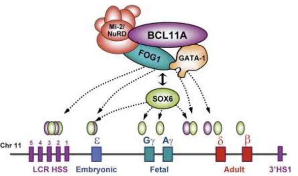 Figure  9 :  « Silencing »  des  chaînes  γ  de  globine  par  le  complexe  BCL11A,  Sox6, GATA-1, FOG1 (ovale violet : zones de liaison de BCL11A sur le chromosome 