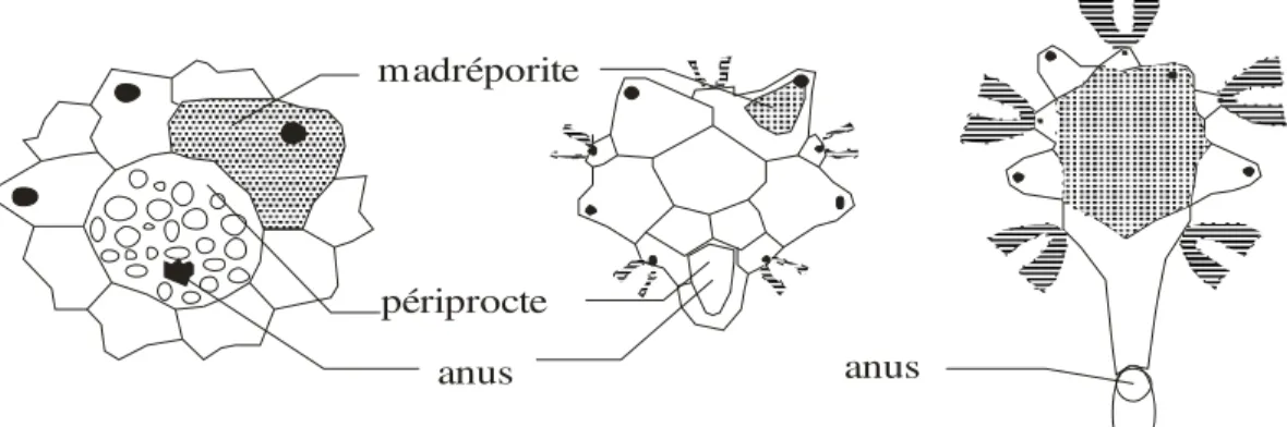 Fig. 2 : Le périprocte ( D’après Grassé,  1961)