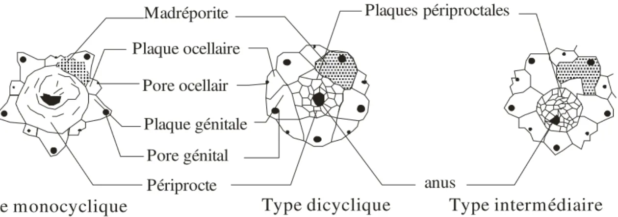 Fig. 3 : Le système apical  (D’après, Grassé 1961)     4-1-4) La couronne 
