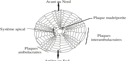 Fig. 4 : Orientation des échinides  (d’après Melville et Durham, 1966). 