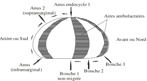 Fig. 5: Migration de l’anus et de la bouche (d’après  Nichols, 1959) 