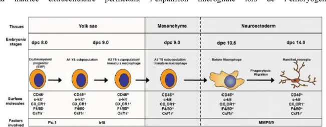 Figure  2:  Schéma  des  différentes  étapes  de  différentiation  de  la  microglie  au  cours  du  développement embryonnaire 