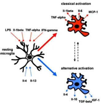 Figure 3: Schéma représentant l'activation classique et alternative des cellules microgliales  (Belarbi and Rosi, 2013) 