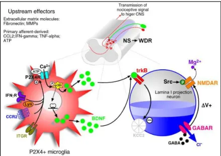 Figure 9: Signalisation neurone-microglie impliquée dans la lésion du nerf périphérique  (Beggs and Salter, 2010) 