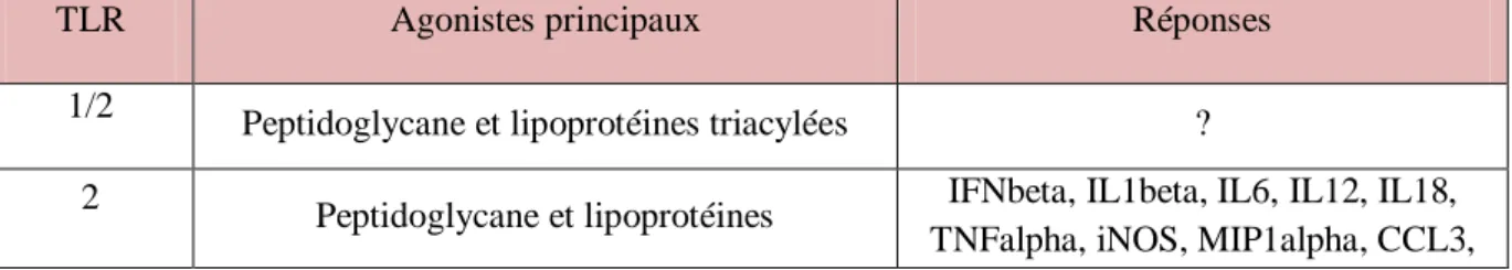 Tableau  2:  Les  agonistes  majeurs  des  TLRs  et  les  médiateurs  produits  en  réponse  à  leur  activation 