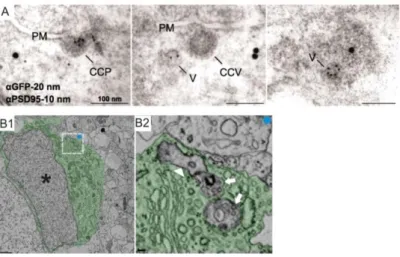 Figure 13 : Cellules microgliales éliminant des éléments pré- et post-synaptiques 
