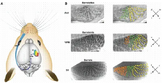 Figure 14: La voie lemniscale des vibrisses aux tonneaux dans le cerveau de la souris   (Wu et al., 2011) 
