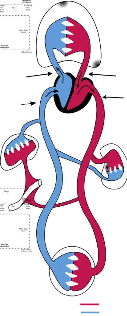 Figure 1.2: The cardiovascular system. Adapted from [ Moi08 ].