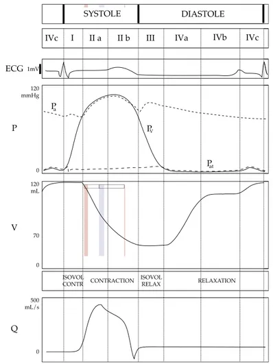 Figure 1.4: Main cardiac phases and behavior of the dierent cardiac indices: elec- elec-trocardiogram (ECG), pressure (P), volume (V), aortic ow (Q)