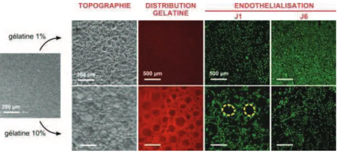 Figure 11: Endothélialisation à J1 et 6, de tubes à base de PVA gelatine 1% et 10% (selon Ino) 